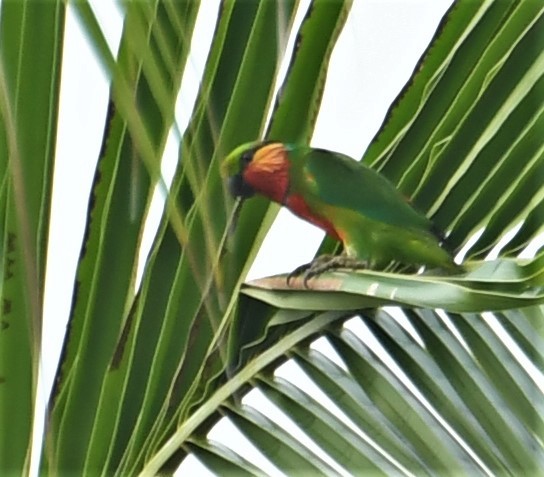 Желтоухий фиговый попугайчик - ML167144331