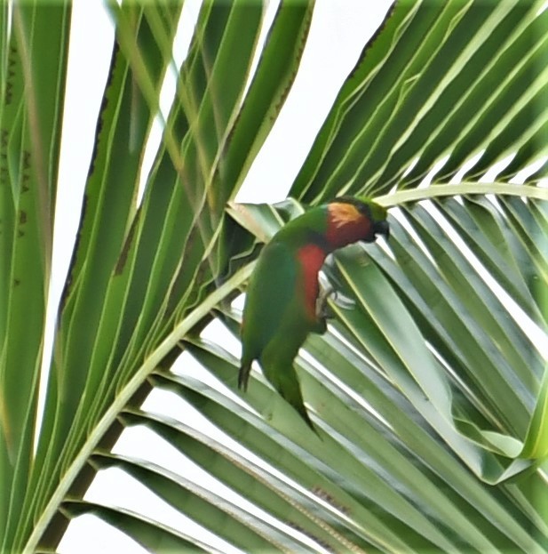 Желтоухий фиговый попугайчик - ML167144341