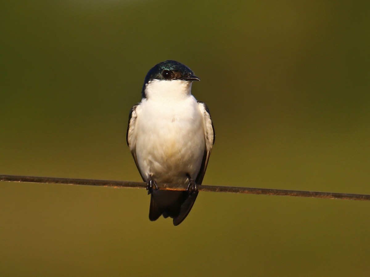 White-winged Swallow - ML167145291