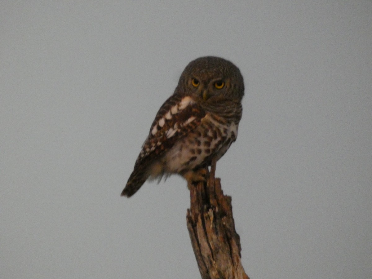 African Barred Owlet - ML167145301