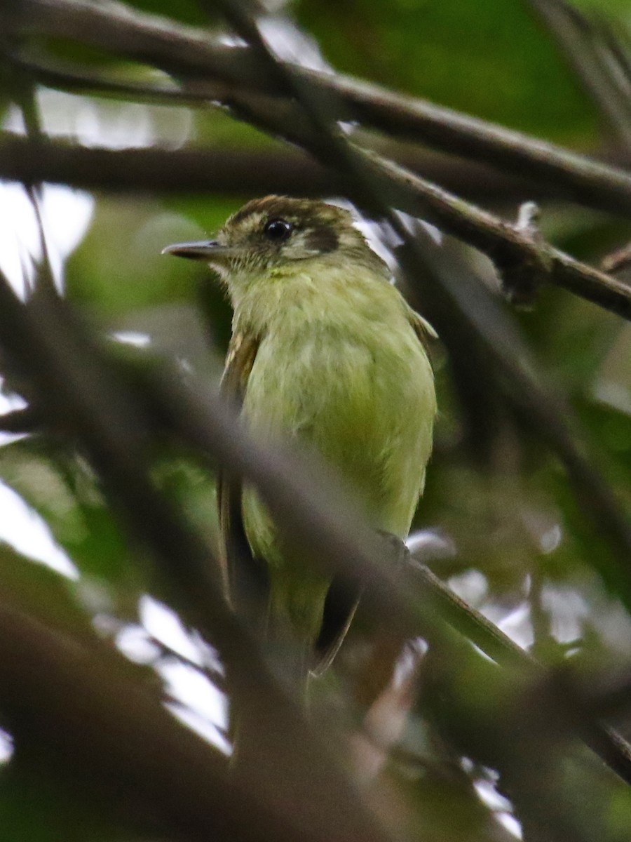 Sepia-capped Flycatcher - ML167145551