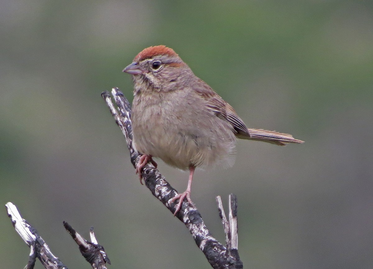 Rufous-crowned Sparrow - ML167145961
