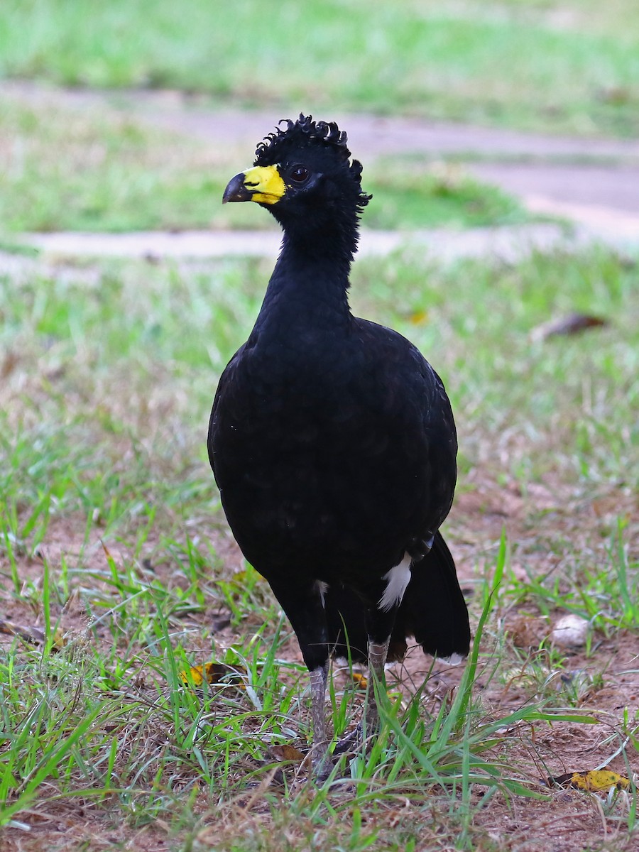 Bare-faced Curassow - ML167146301