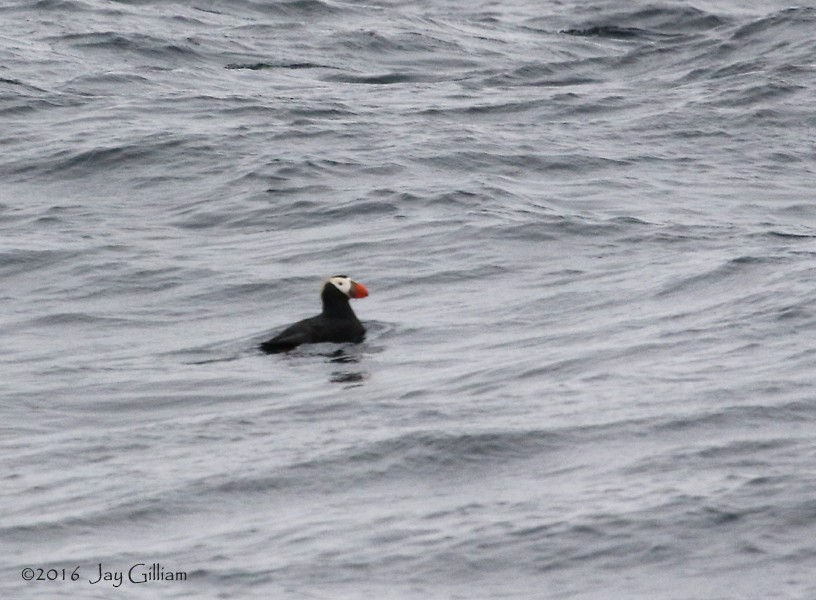 Tufted Puffin - ML167147841