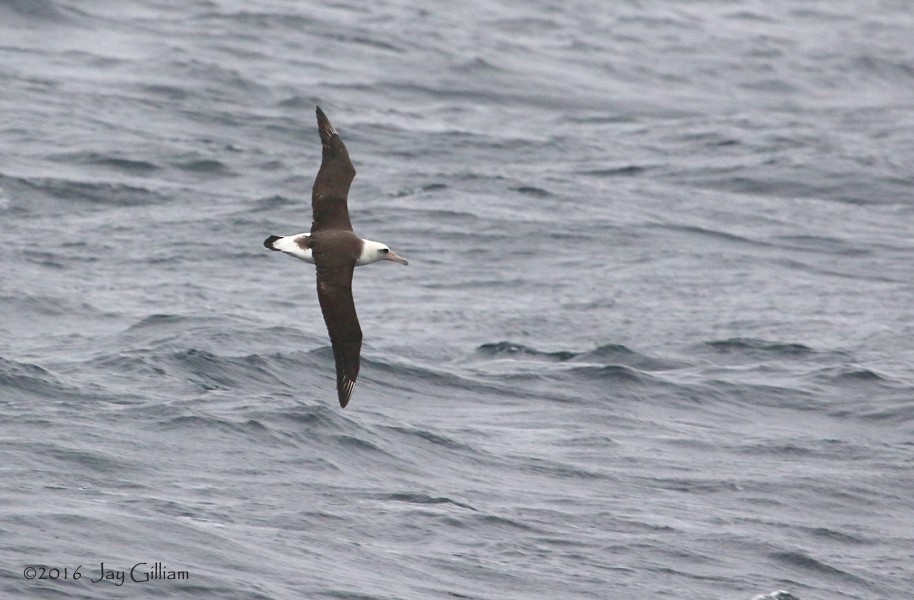 Laysan Albatrosu - ML167147891