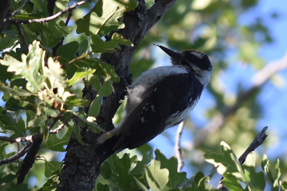 Hairy Woodpecker (Rocky Mts.) - ML167149001