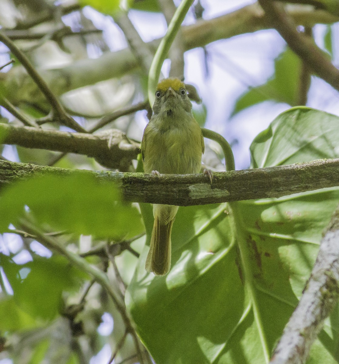 Tawny-crowned Greenlet - ML167149961