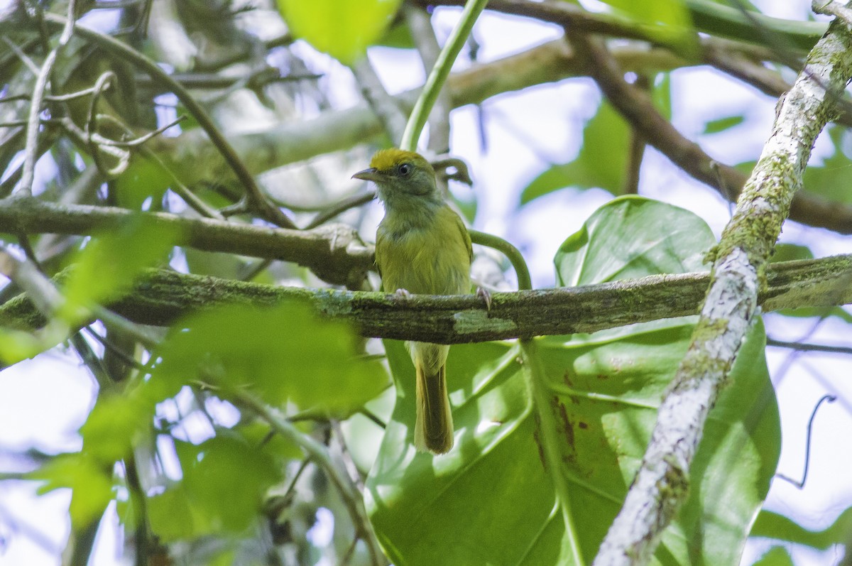 Tawny-crowned Greenlet - ML167149971