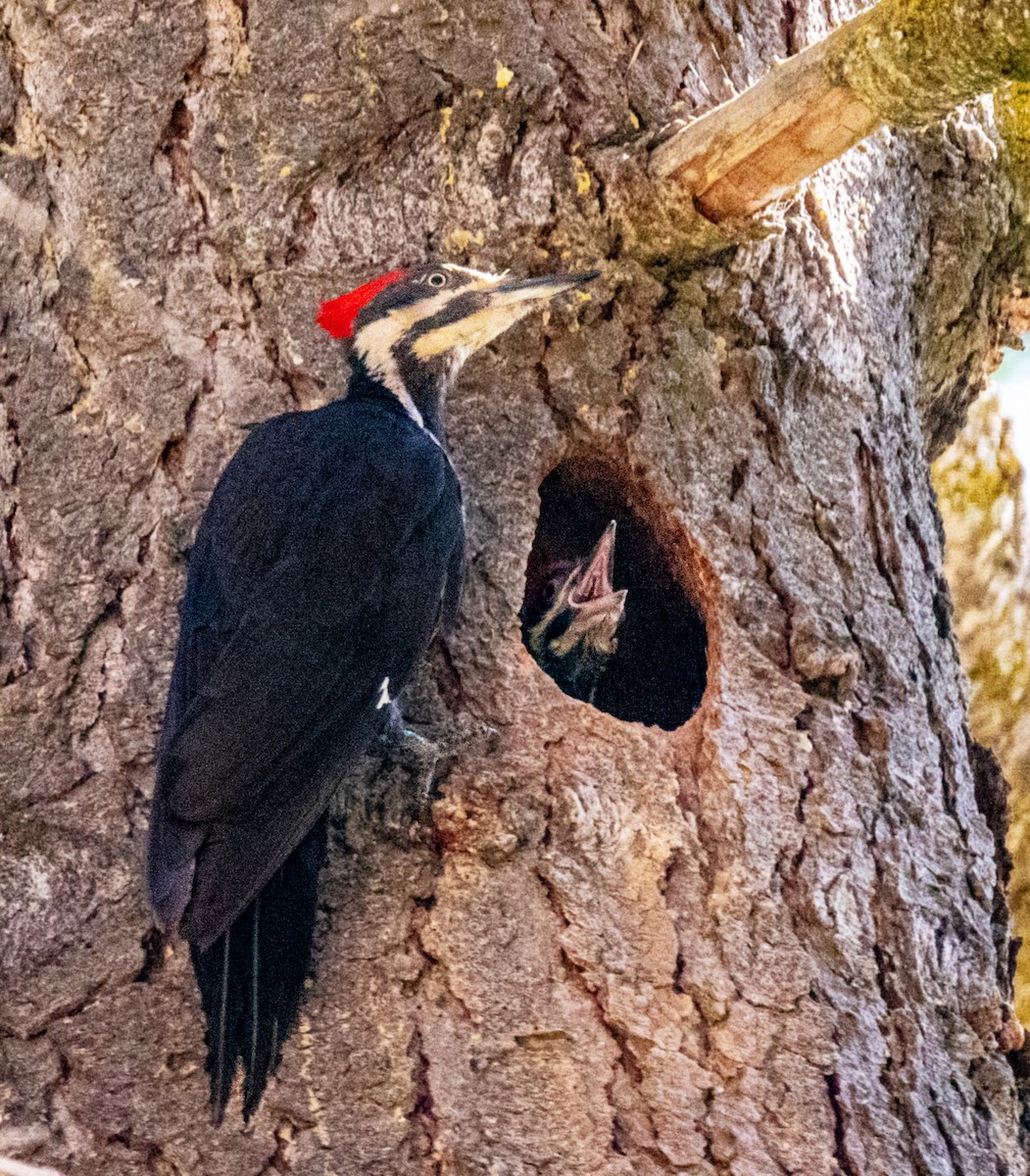 Pileated Woodpecker - ML167154031