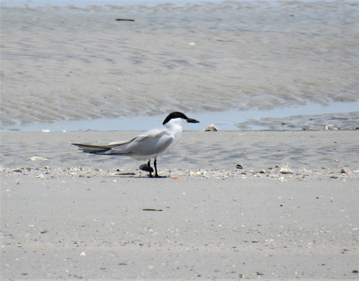 Gull-billed Tern - Matt Johnson