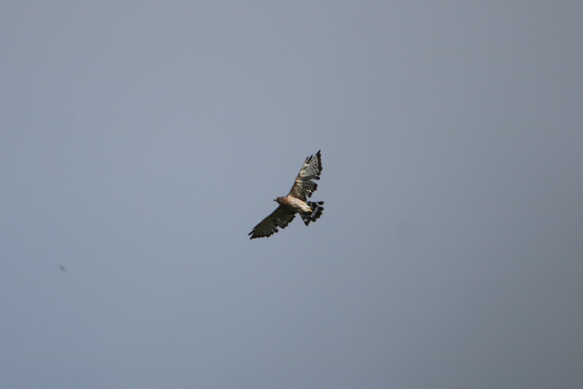 Broad-winged Hawk - ML167163451