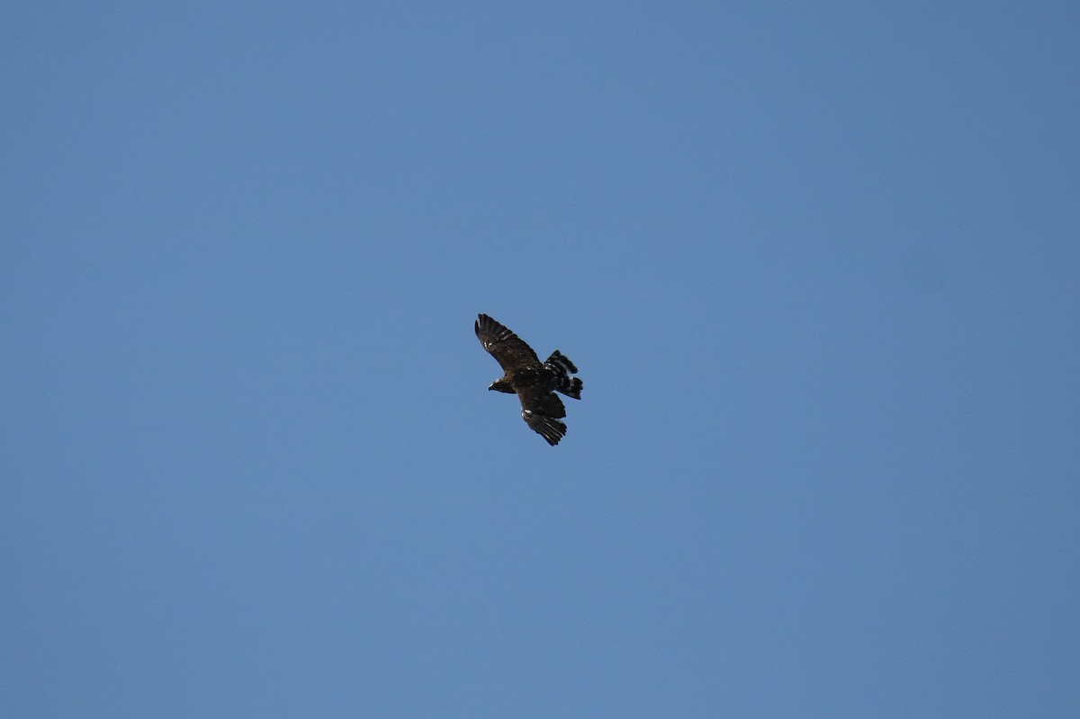 Broad-winged Hawk - ML167163491