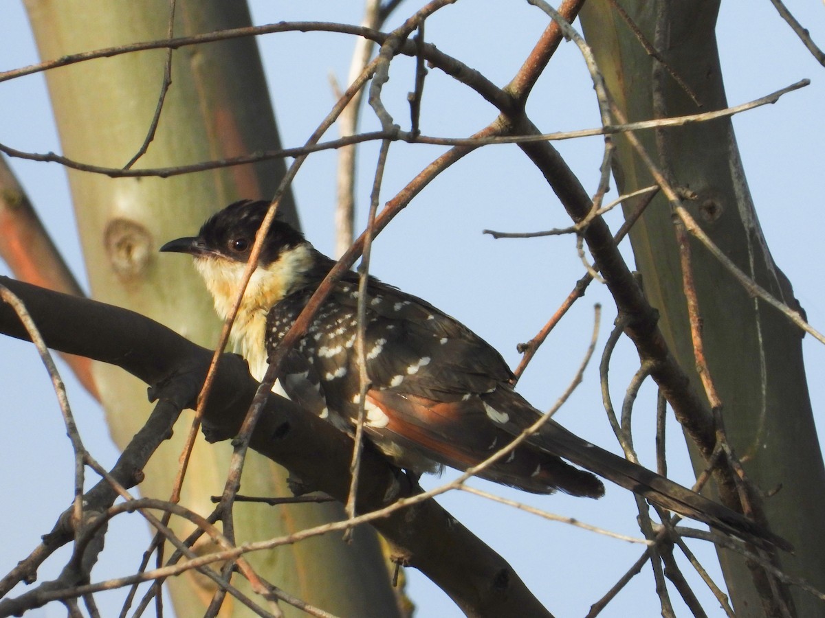 Great Spotted Cuckoo - ML167163811