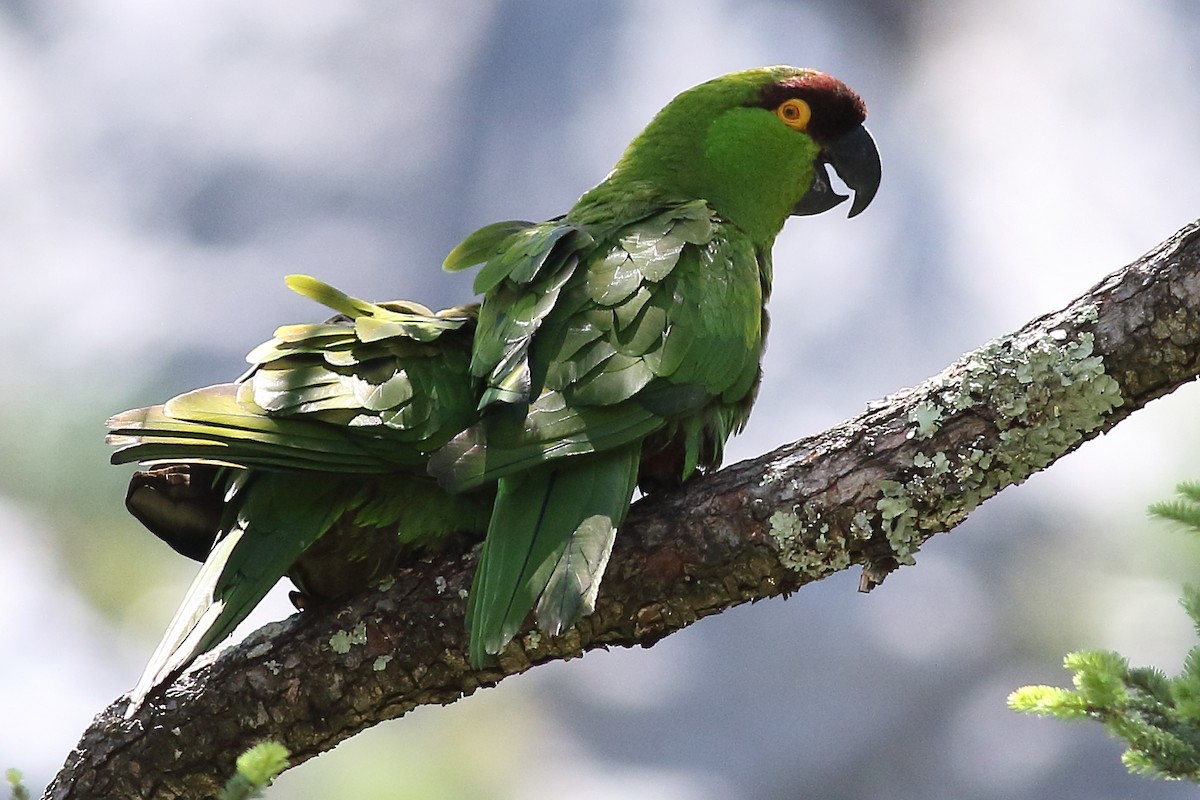 Maroon-fronted Parrot - Mark L. Hoffman