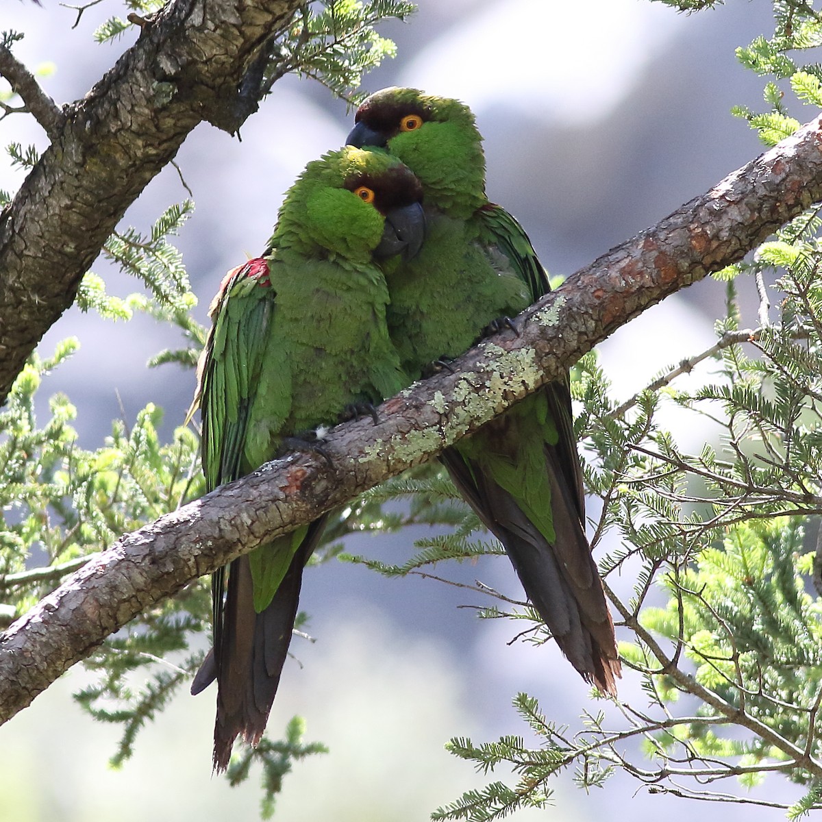 Maroon-fronted Parrot - ML167164861