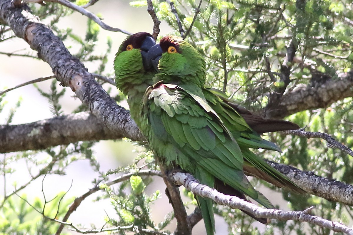 Maroon-fronted Parrot - ML167164881