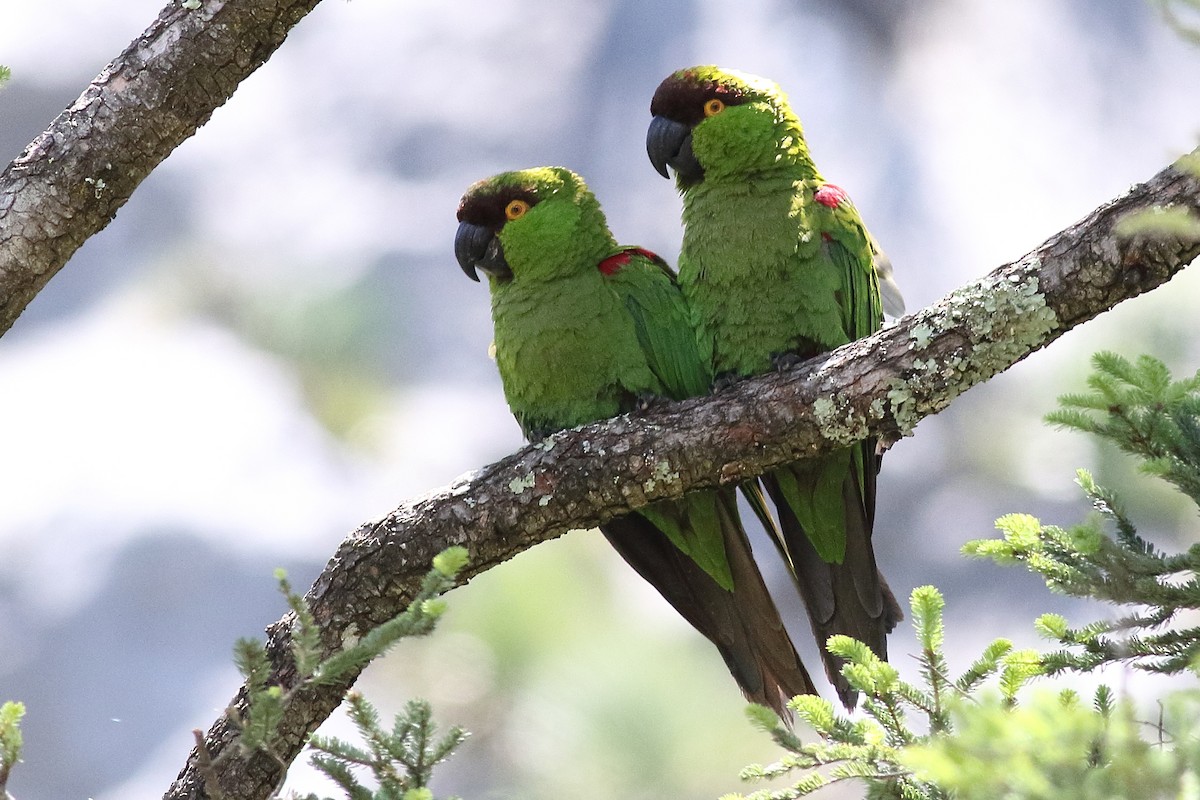 Maroon-fronted Parrot - ML167164891