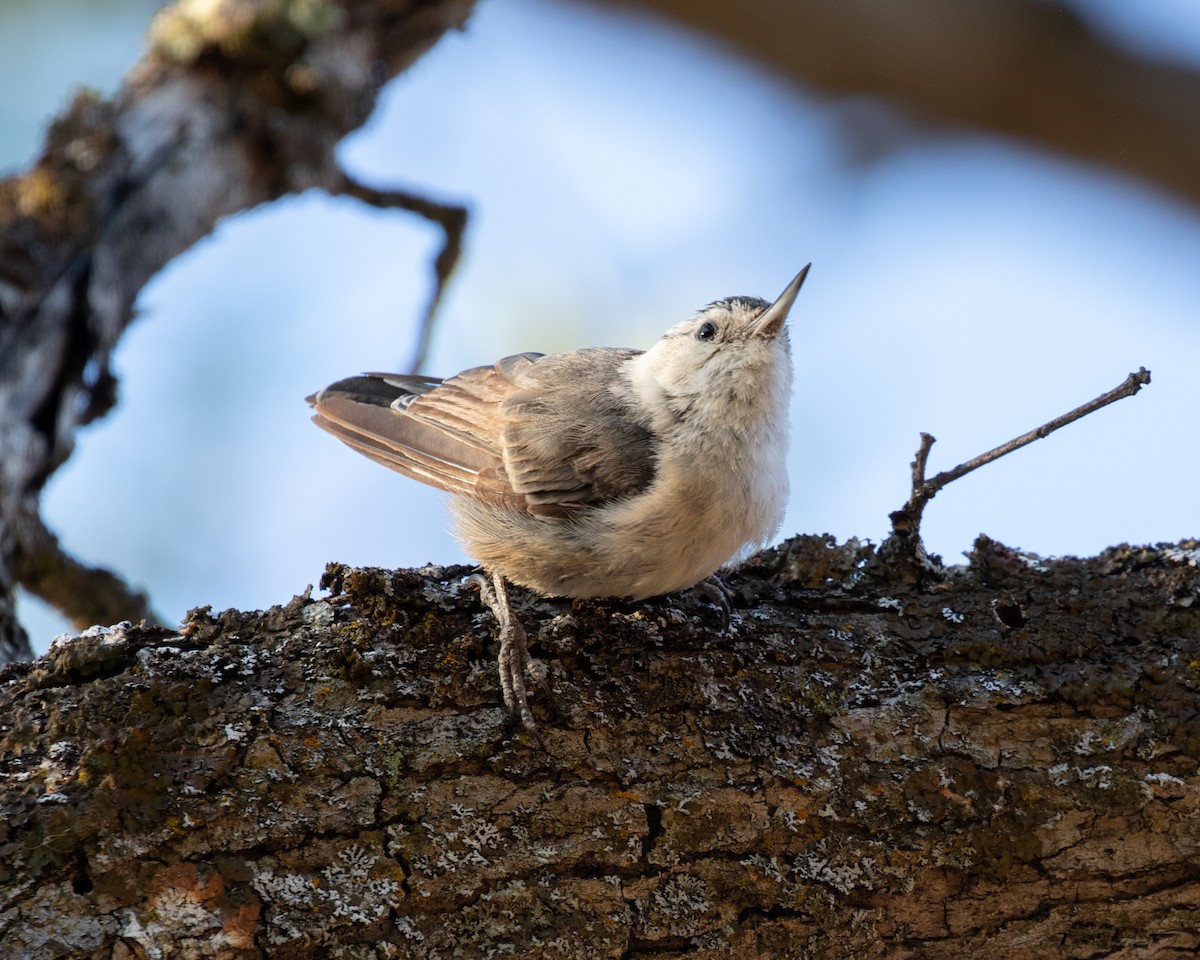 White-breasted Nuthatch - ML167170671