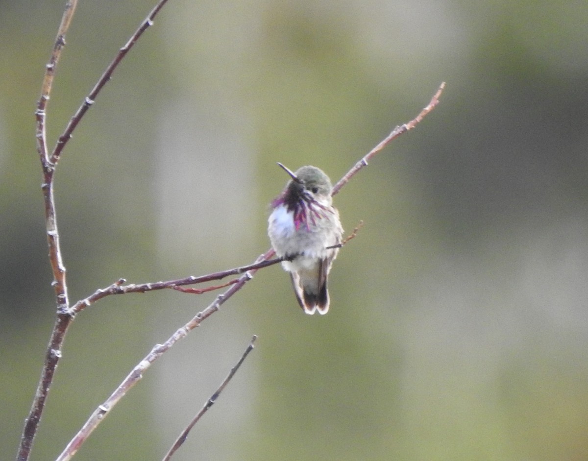 Calliope Hummingbird - ML167175801