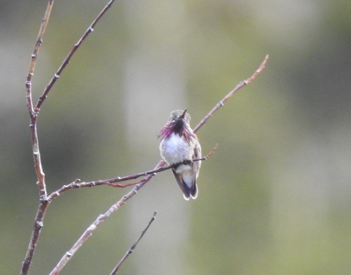 Calliope Hummingbird - ML167175811