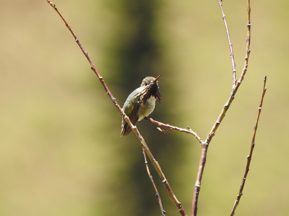 Calliope Hummingbird - ML167175821