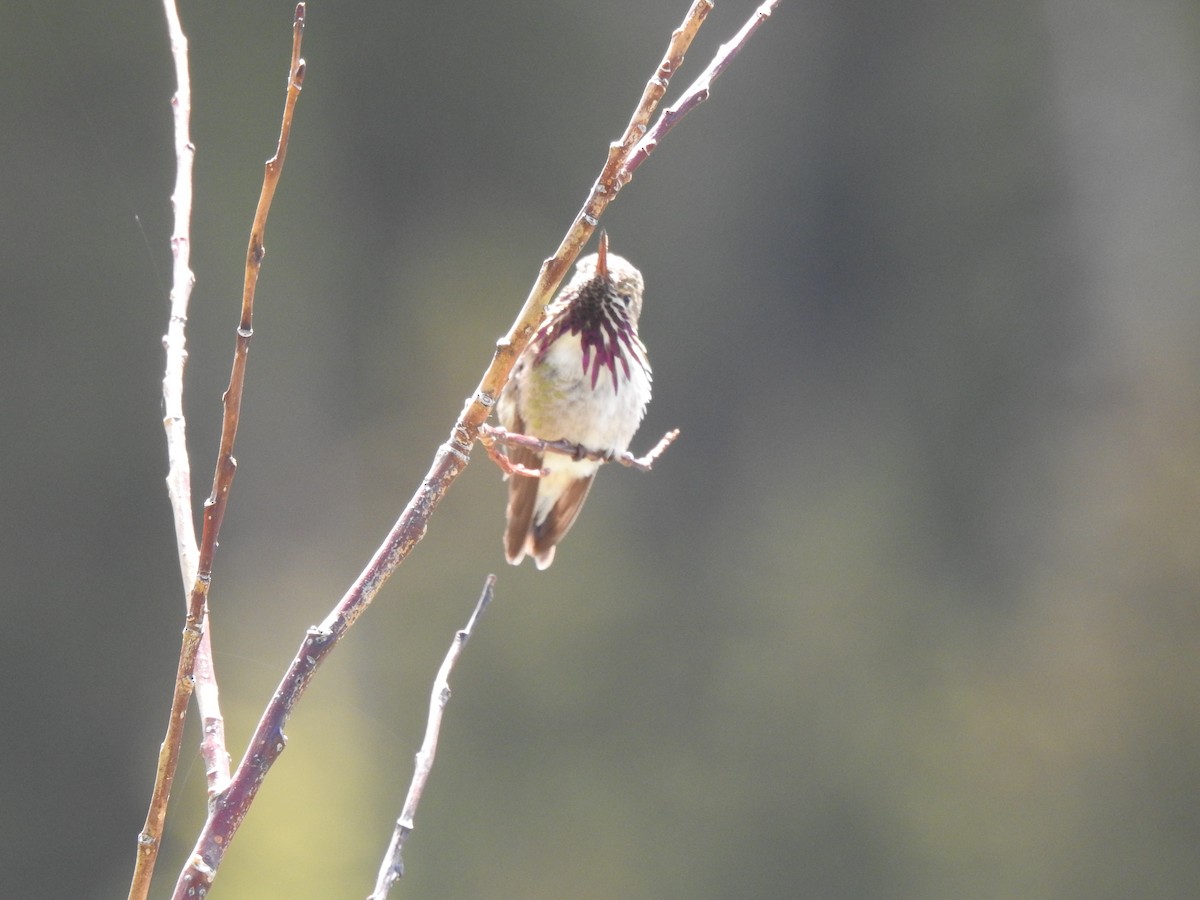 Calliope Hummingbird - ML167175831