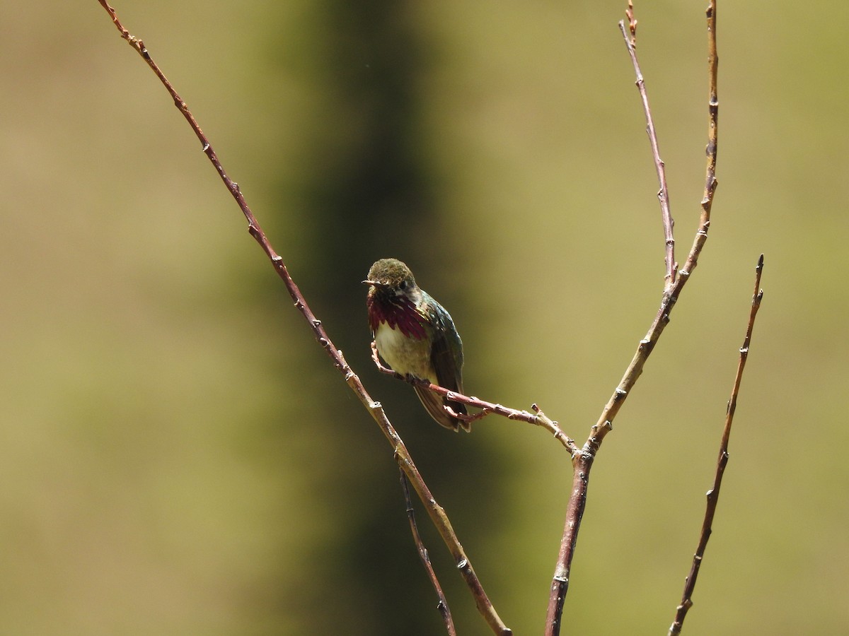 Calliope Hummingbird - Monte Neate-Clegg