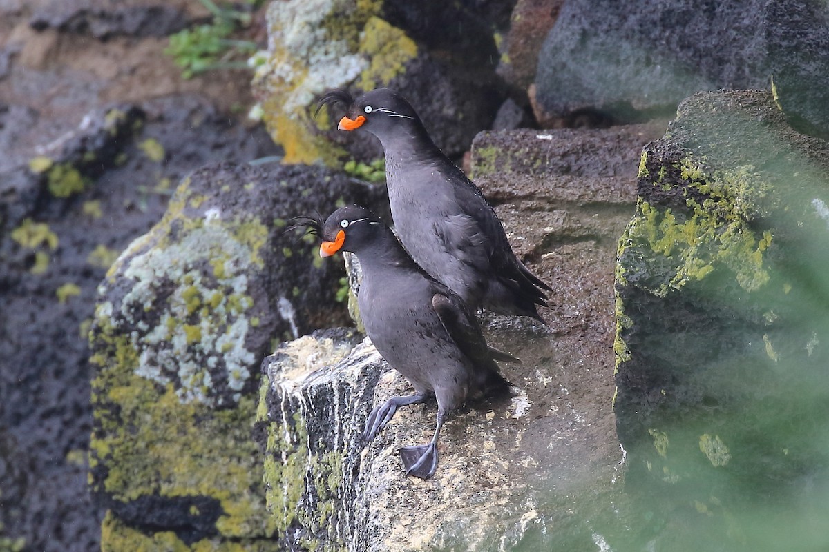 Crested Auklet - ML167177241