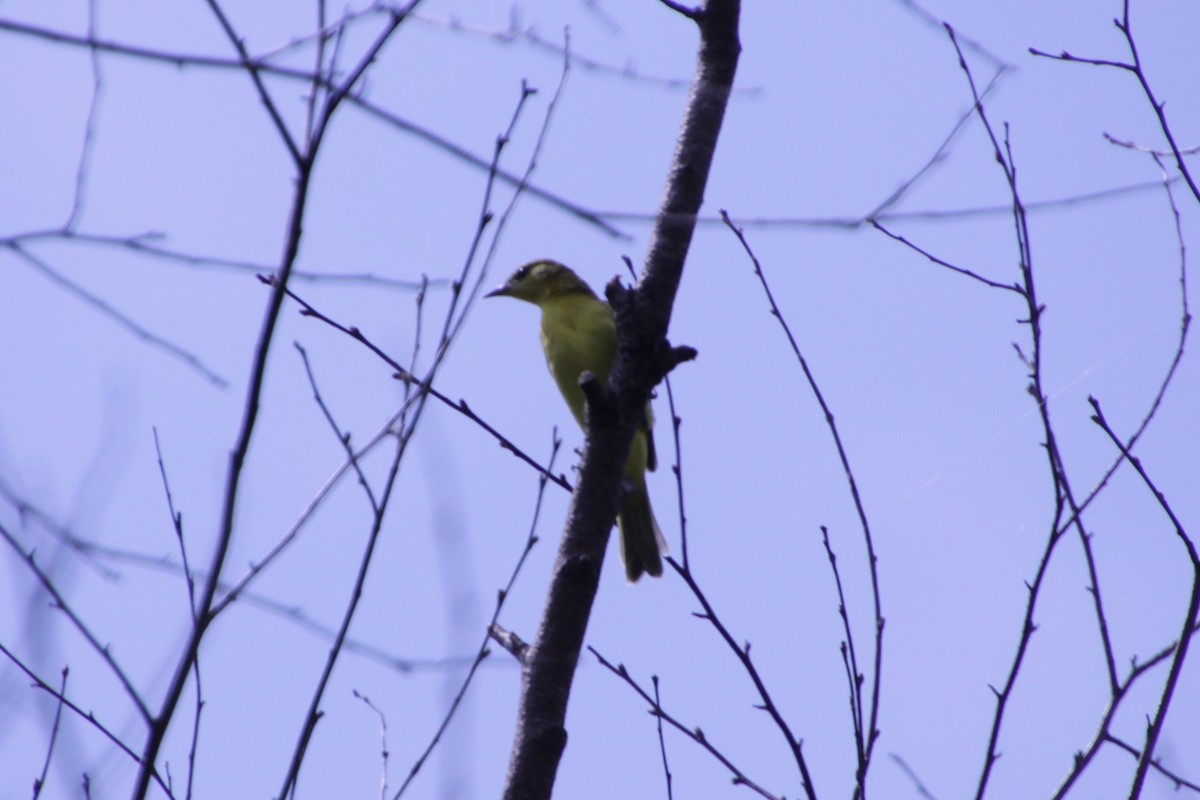 Orchard Oriole - ML167182221