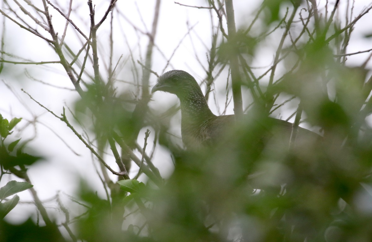 Speckled Chachalaca (Speckled) - ML167184561