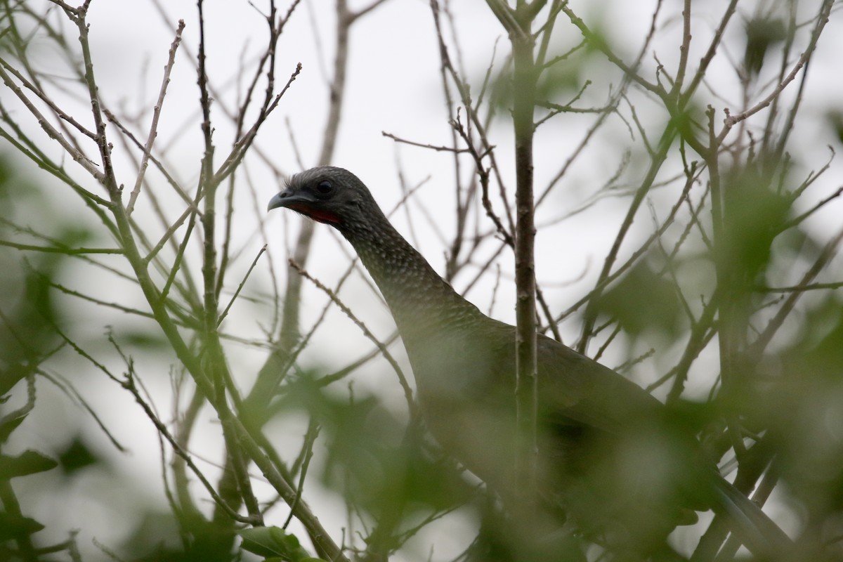 Speckled Chachalaca (Speckled) - ML167184721