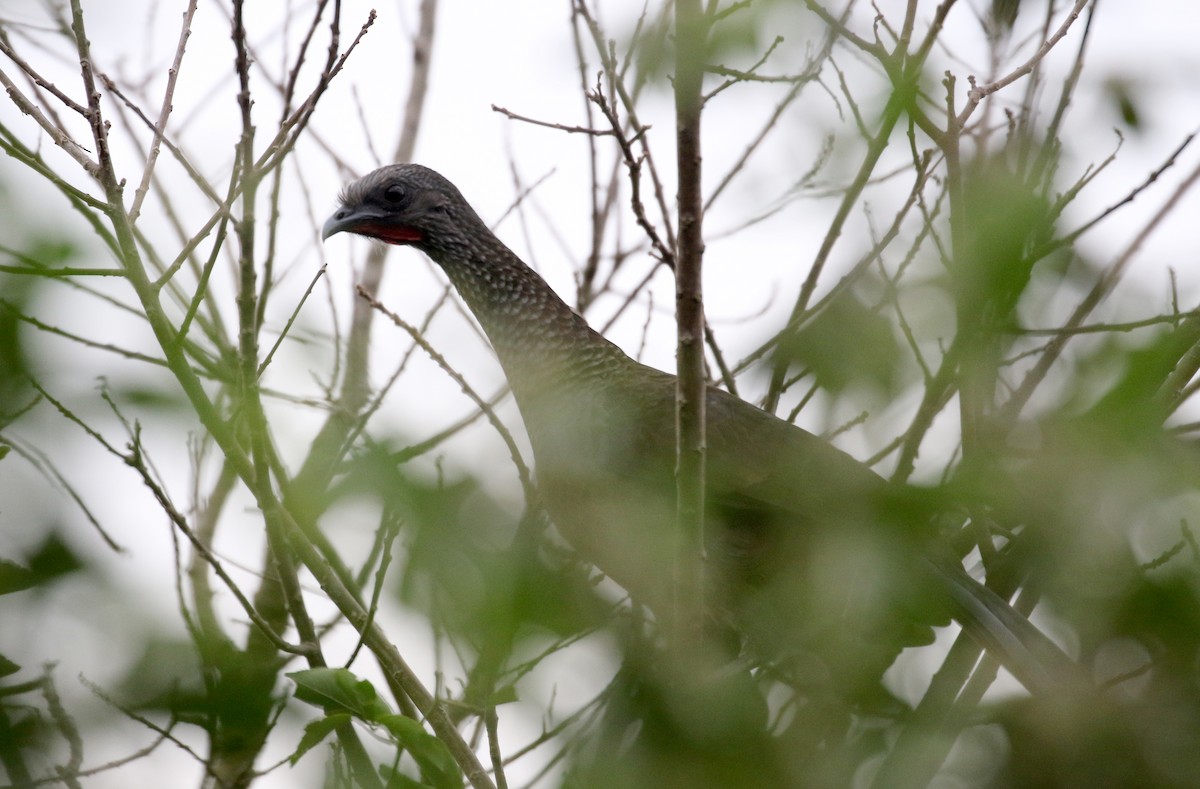 Speckled Chachalaca (Speckled) - ML167184741