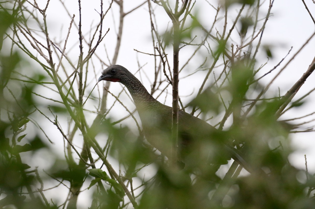 Speckled Chachalaca (Speckled) - ML167184781