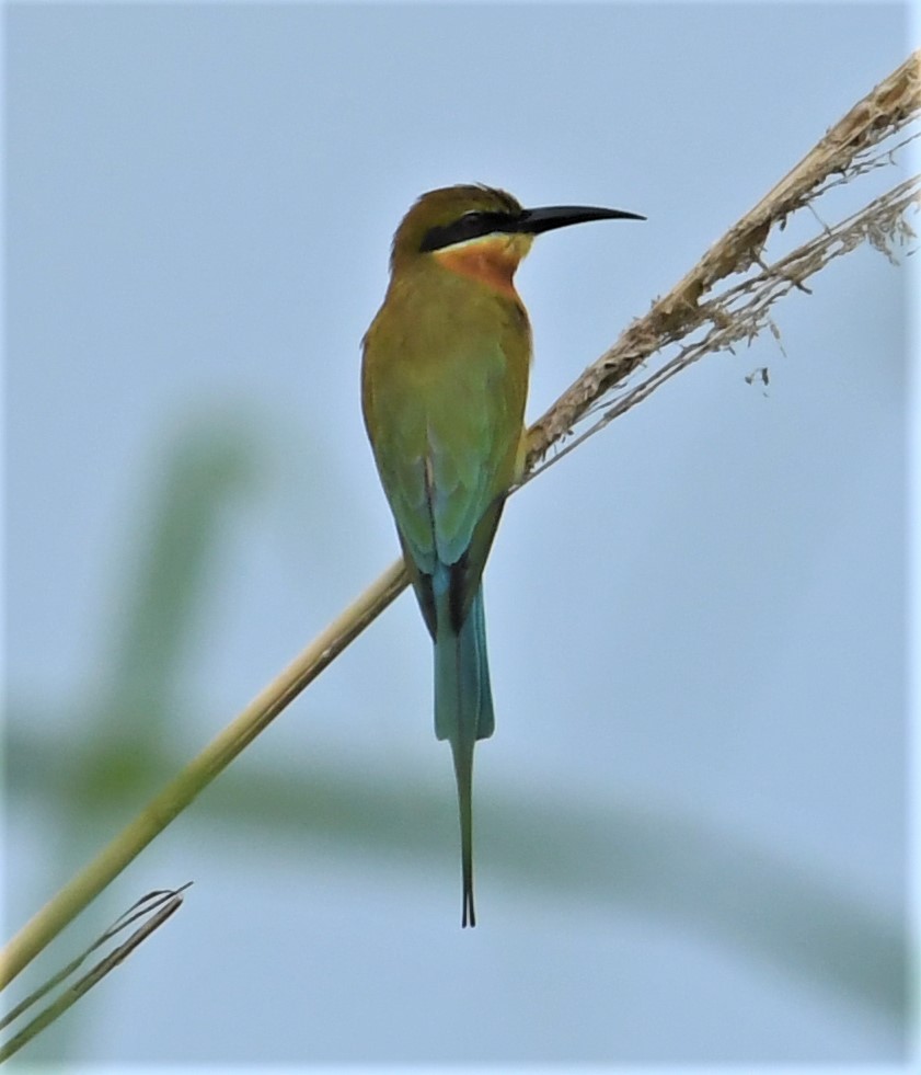 Blue-tailed Bee-eater - Neil Wingert