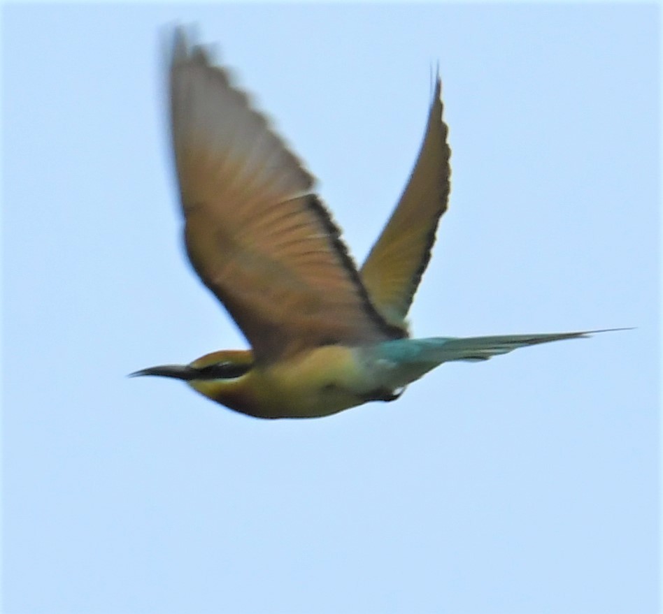 Blue-tailed Bee-eater - Neil Wingert