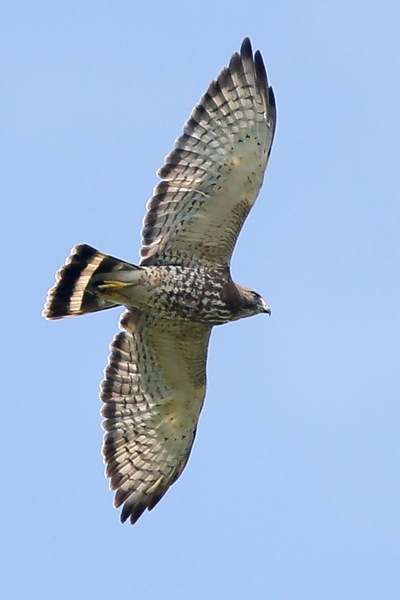 Broad-winged Hawk - ML167188651