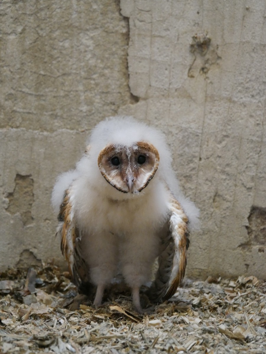Barn Owl (American) - Andy Belt