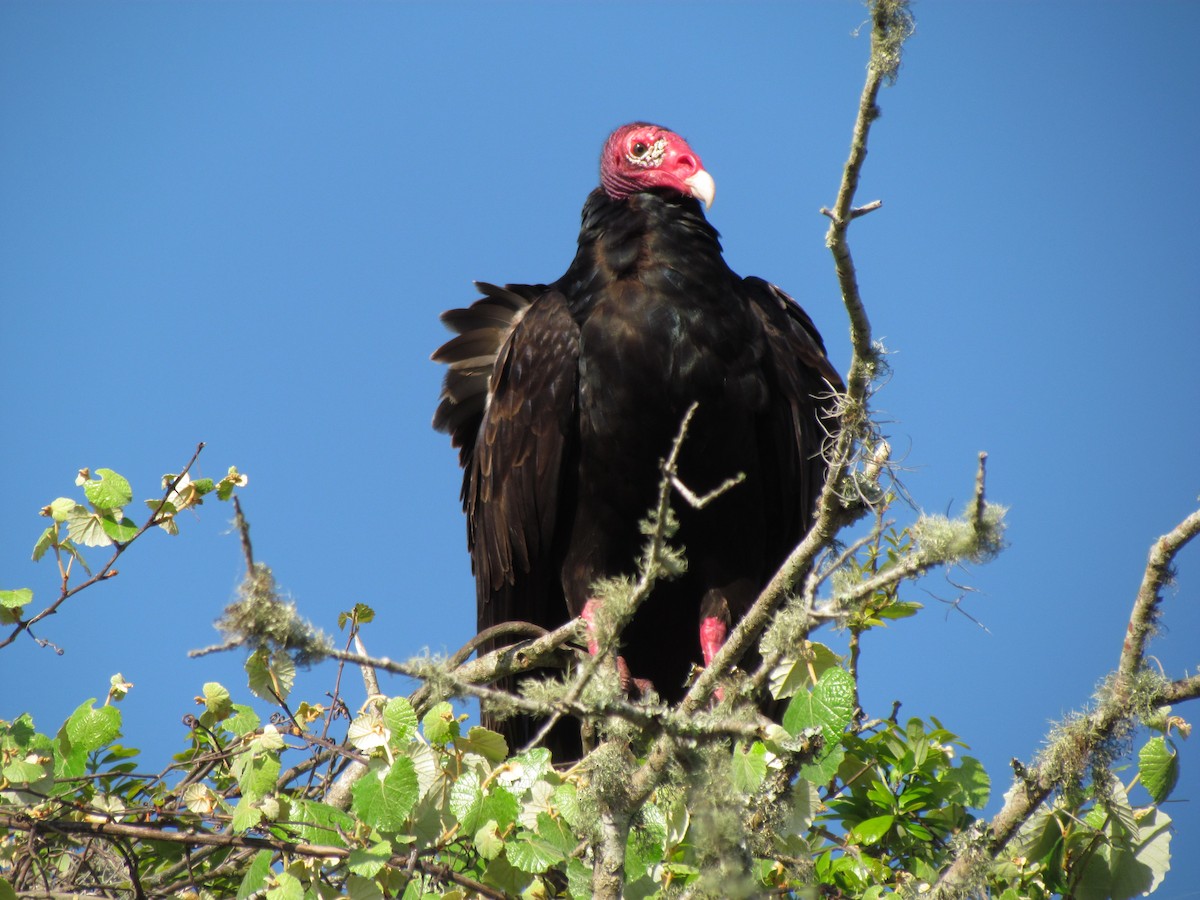 Turkey Vulture - ML167190841