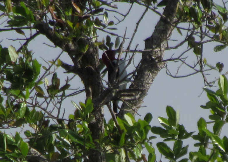 Red-headed Woodpecker - ML167191361