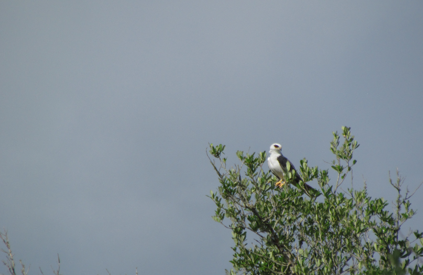 White-tailed Kite - ML167191561