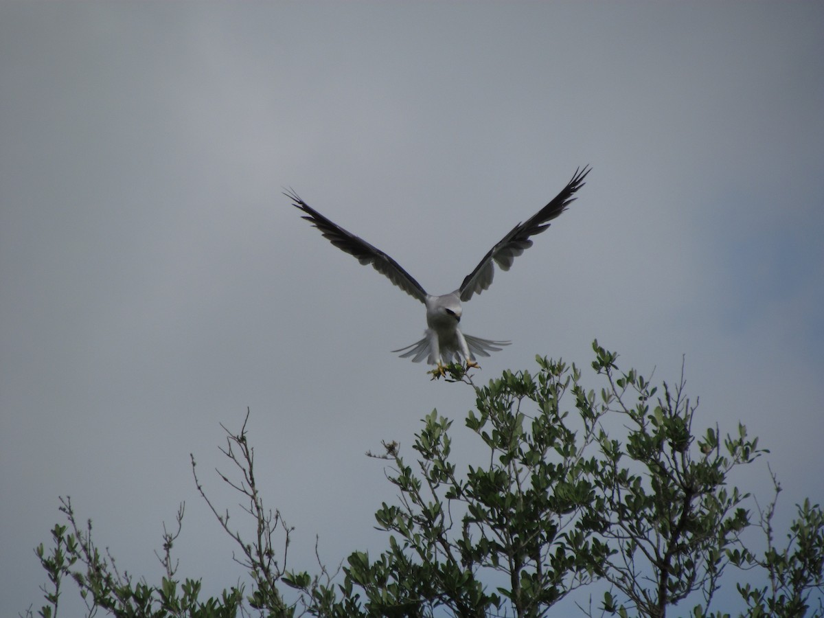White-tailed Kite - ML167191601