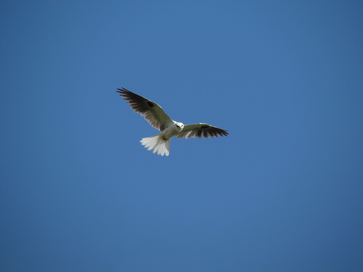 White-tailed Kite - ML167191611