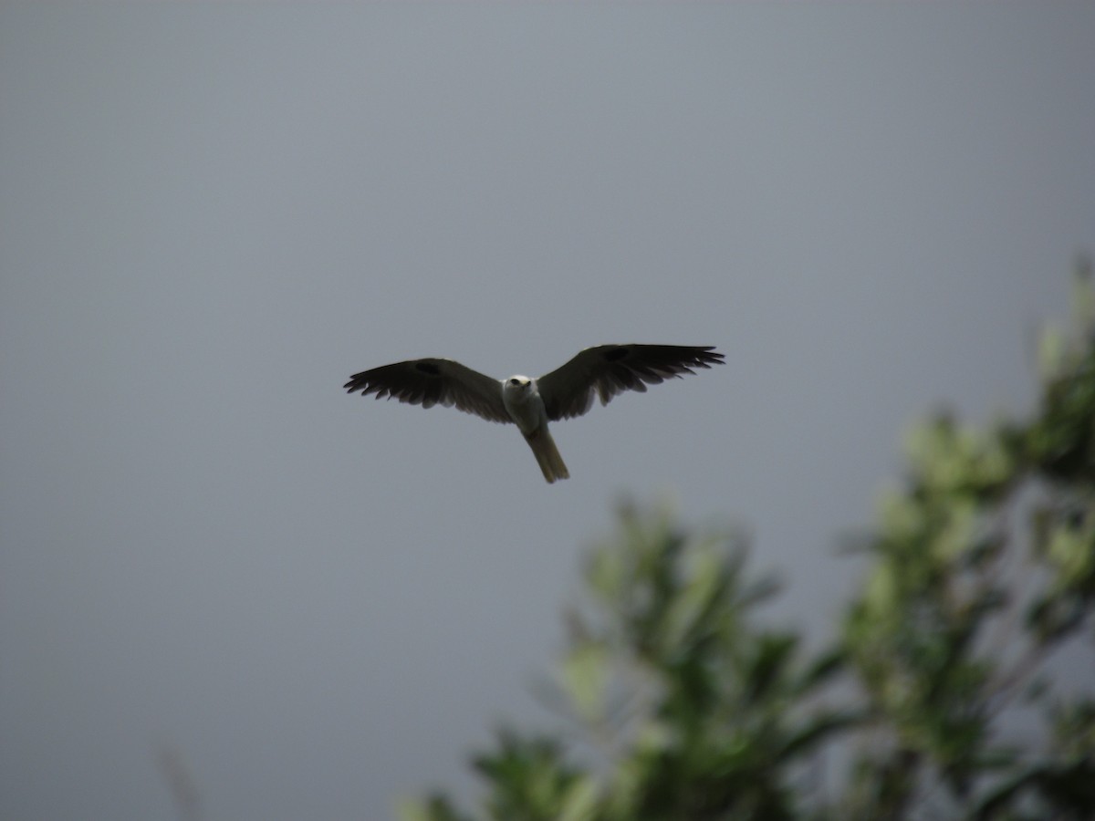 White-tailed Kite - ML167191621
