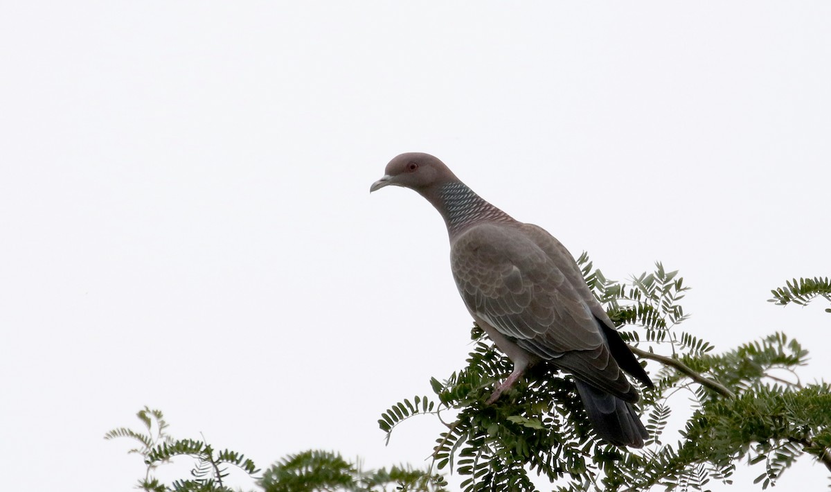 Picazuro Pigeon - ML167195101