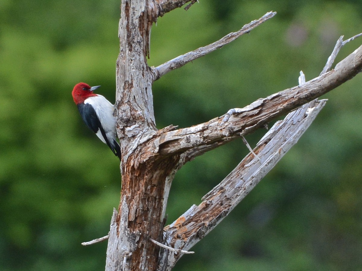 Red-headed Woodpecker - James Hardman