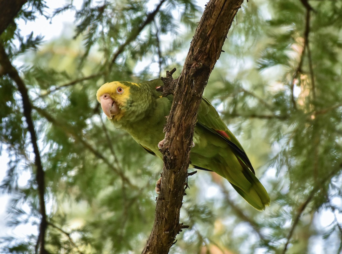 Yellow-headed Parrot - ML167196961