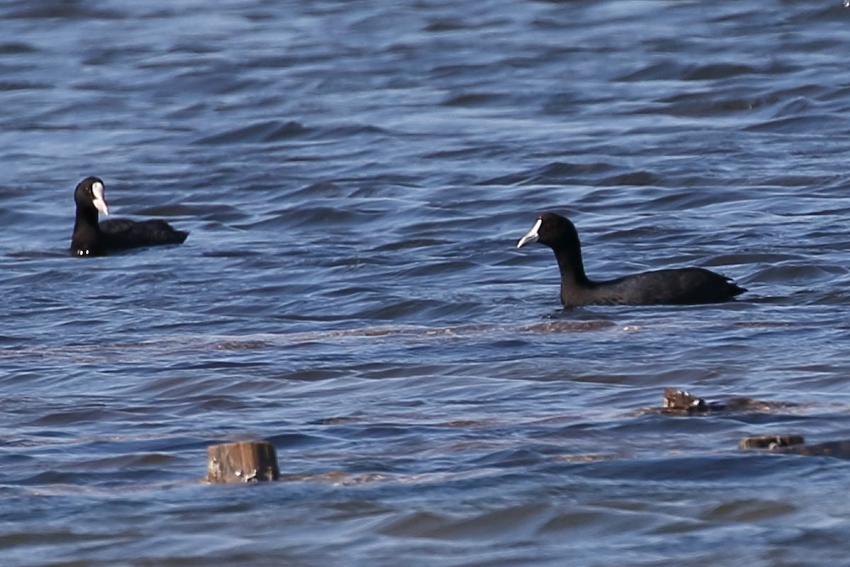 Red-knobbed Coot - ML167198051