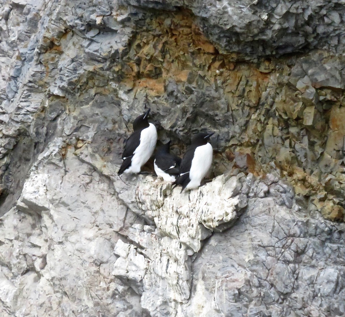 Thick-billed Murre - Larry Moore