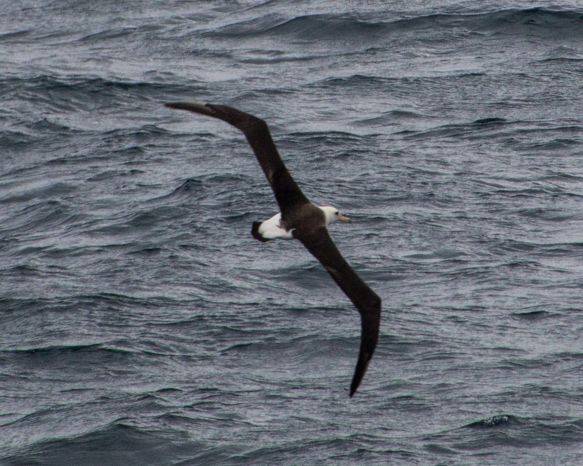 Albatros de Laysan - ML167199591
