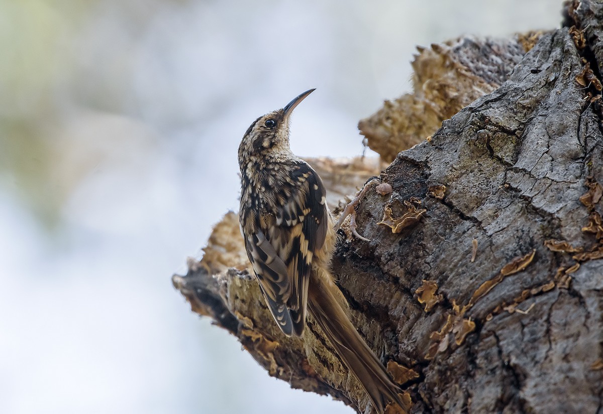 Brown Creeper - Jerry Ting